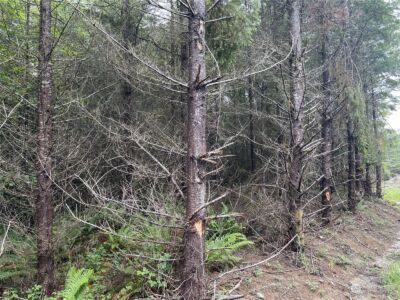 3 XX Centralia Alpha Road , Onalaska, WA 98570 - Photo 8