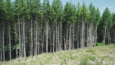 1068 Salmon Creek Rd , Mossyrock, WA 98564 - Photo 15