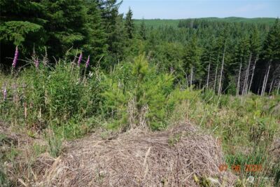 1068 Salmon Creek Rd , Mossyrock, WA 98564 - Photo 22