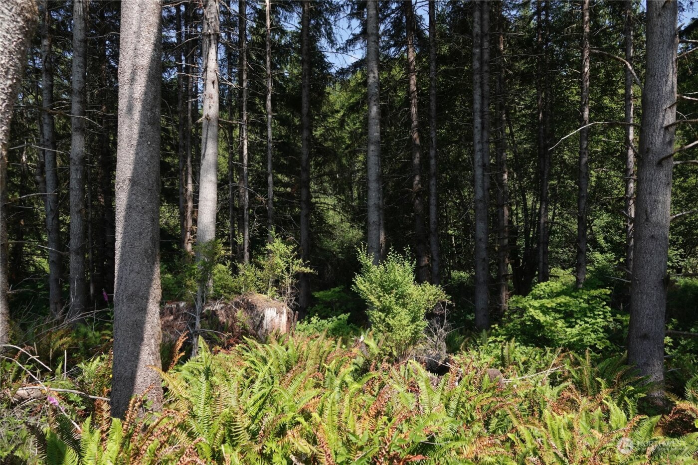 1068 Salmon Creek Rd , Mossyrock, WA 98564