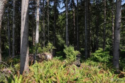 1068 Salmon Creek Rd , Mossyrock, WA 98564 - Photo 26