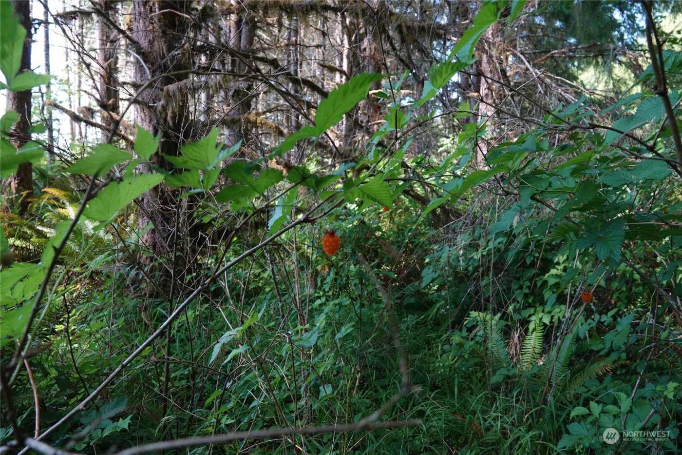 1068 Salmon Creek Rd , Mossyrock, WA 98564