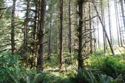 1068 Salmon Creek Rd , Mossyrock, WA 98564 - Photo 31