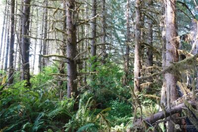 1068 Salmon Creek Rd , Mossyrock, WA 98564 - Photo 32