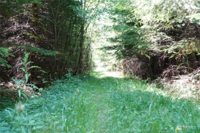 1068 Salmon Creek Rd , Mossyrock, WA 98564 - Photo 34