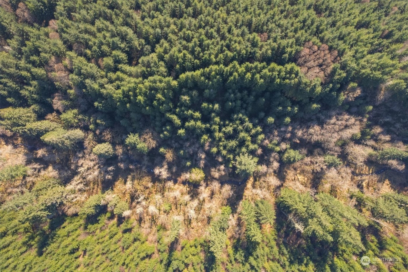 0 Cedar Mist Road , Amboy, WA 98601