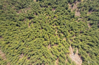 0 Cedar Mist Road , Amboy, WA 98601 - Photo 9