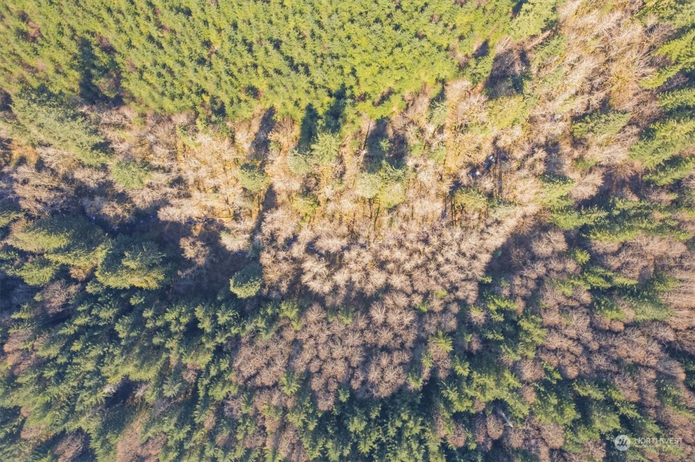 0 Cedar Mist Road , Amboy, WA 98601