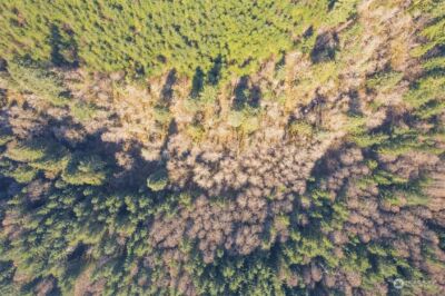 0 Cedar Mist Road , Amboy, WA 98601 - Photo 10