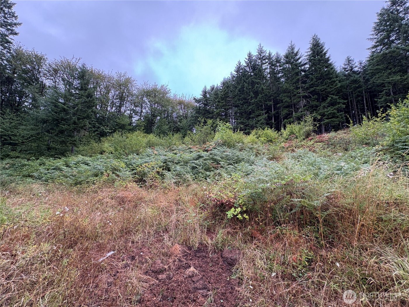 0 LOT B-D SE Rose Street , Winlock, WA 98596