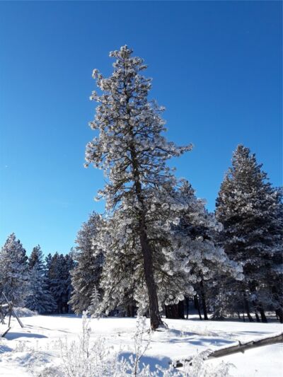 0 Muledeer Road , East Wenatchee, WA 98802