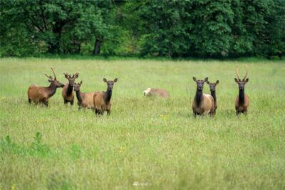 732 Satsop Road W, Montesano, WA 98563 - Photo 29