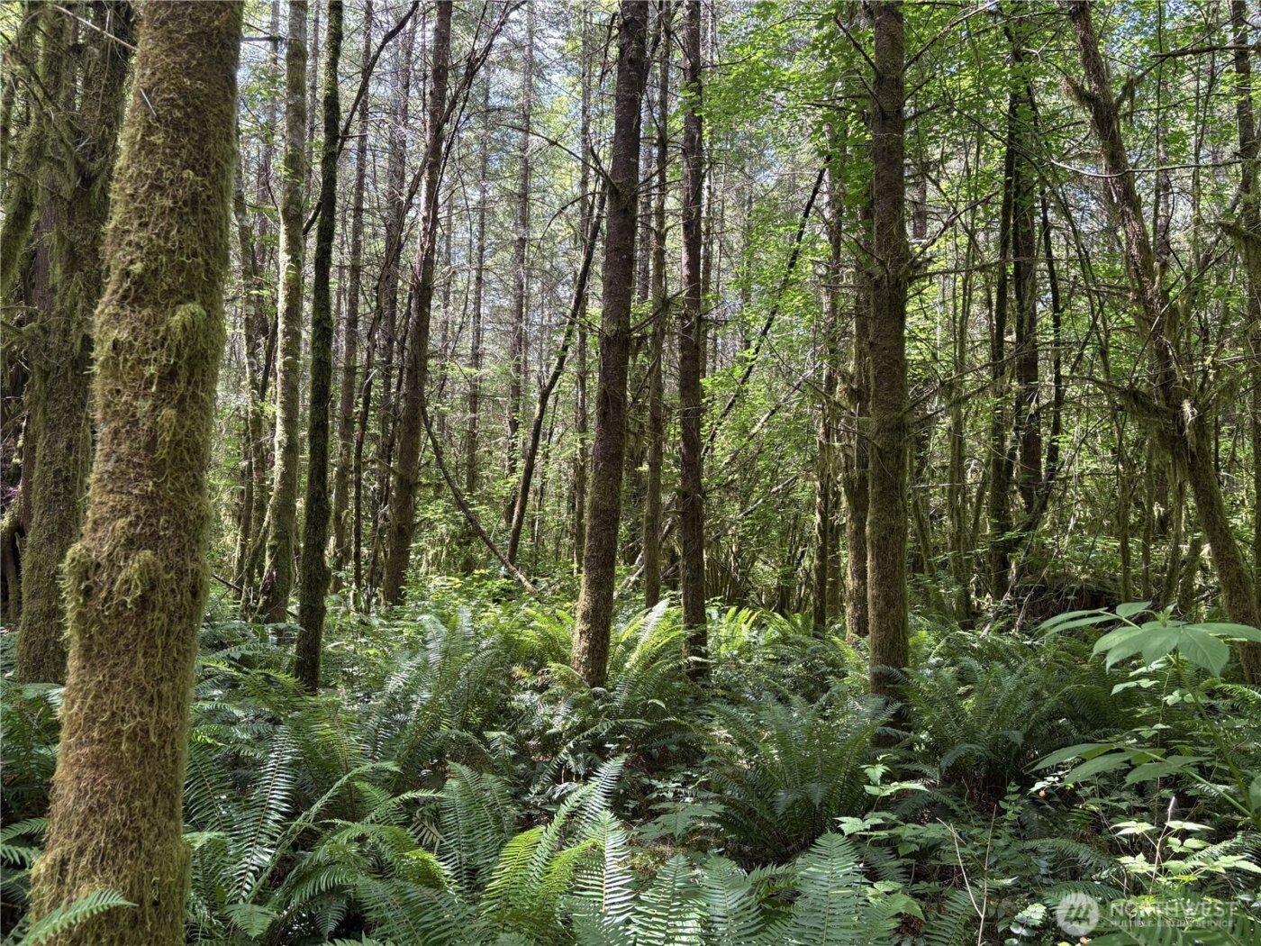 0 SR 508 , Onalaska, WA 98570