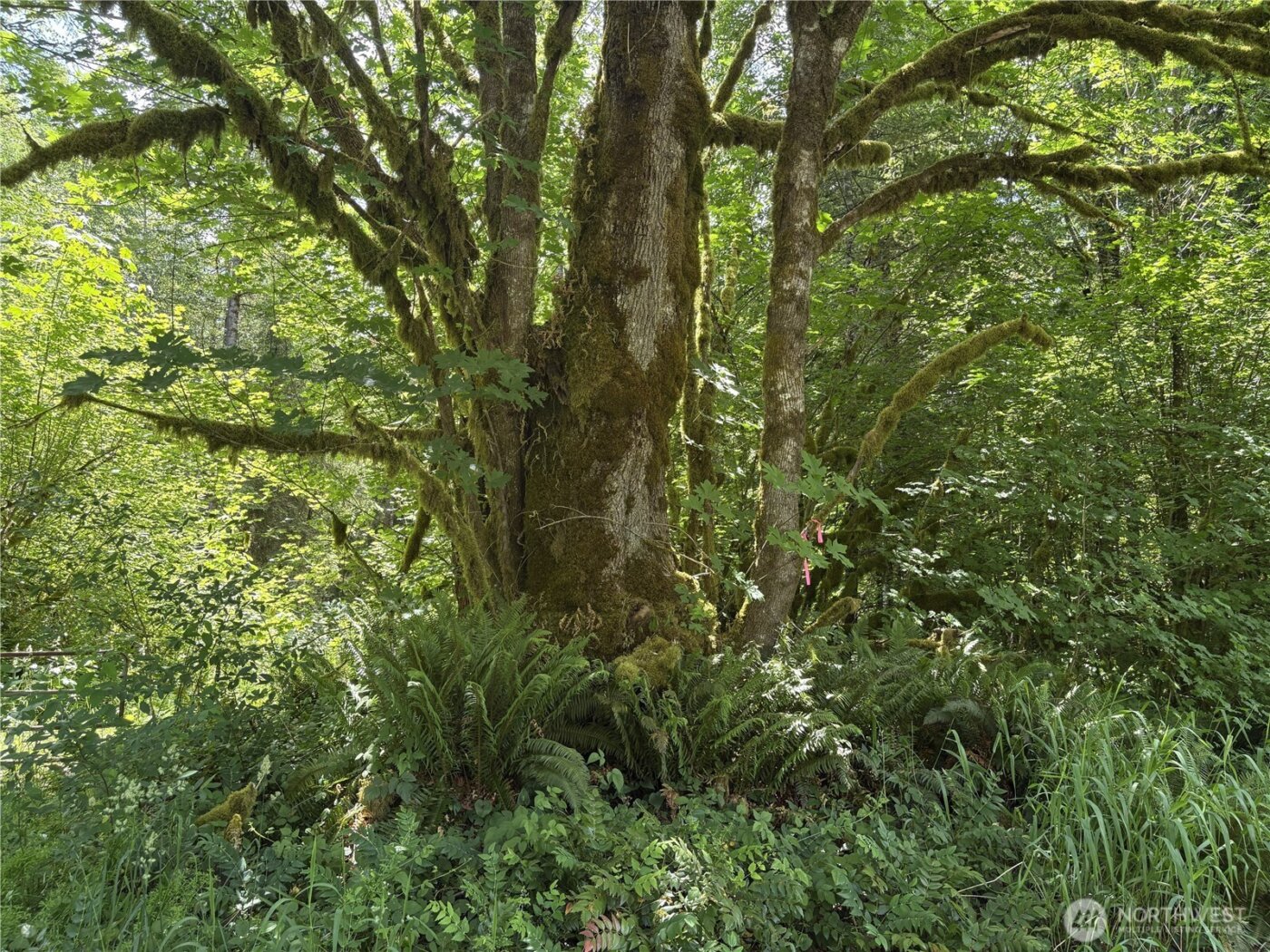 0 SR 508 , Onalaska, WA 98570