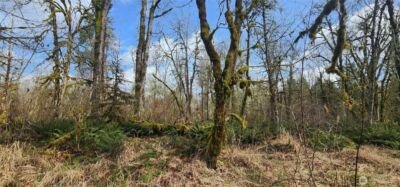 285 Justus Rd , Cinebar, WA 98533 - Photo 11