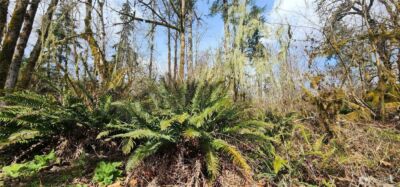 285 Justus Rd , Cinebar, WA 98533 - Photo 12