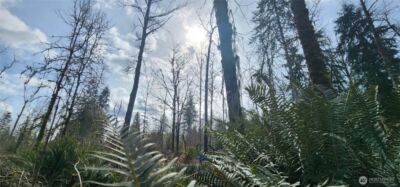 285 Justus Rd , Cinebar, WA 98533 - Photo 13