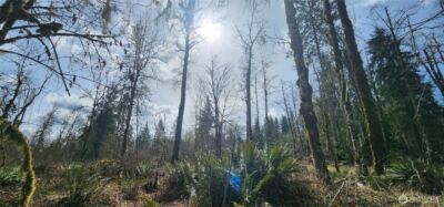 285 Justus Rd , Cinebar, WA 98533 - Photo 14