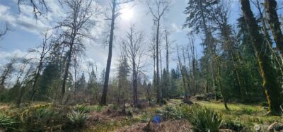 285 Justus Rd , Cinebar, WA 98533 - Photo 15