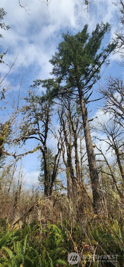 285 Justus Rd , Cinebar, WA 98533 - Photo 17