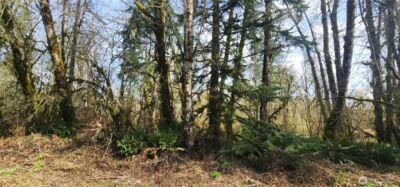 285 Justus Rd , Cinebar, WA 98533 - Photo 29