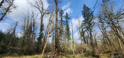 285 Justus Rd , Cinebar, WA 98533 - Photo 3