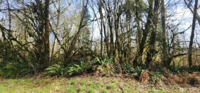 285 Justus Rd , Cinebar, WA 98533 - Photo 31