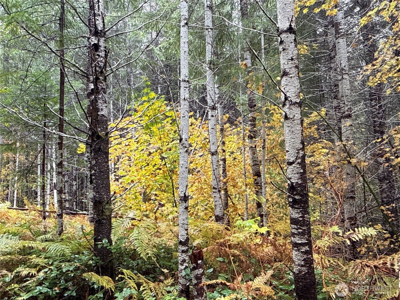 4 XX Forest Road 52 , Packwood, WA 99338