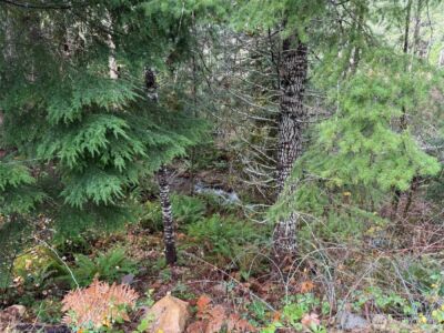 4 XX Forest Road 52 , Packwood, WA 99338 - Photo 13