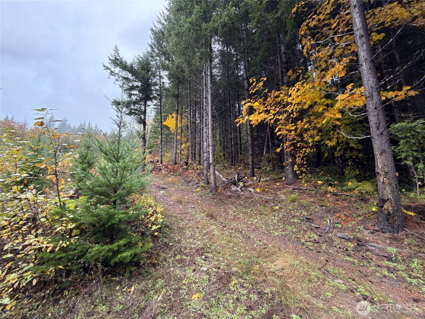 4 XX Forest Road 52 , Packwood, WA 99338