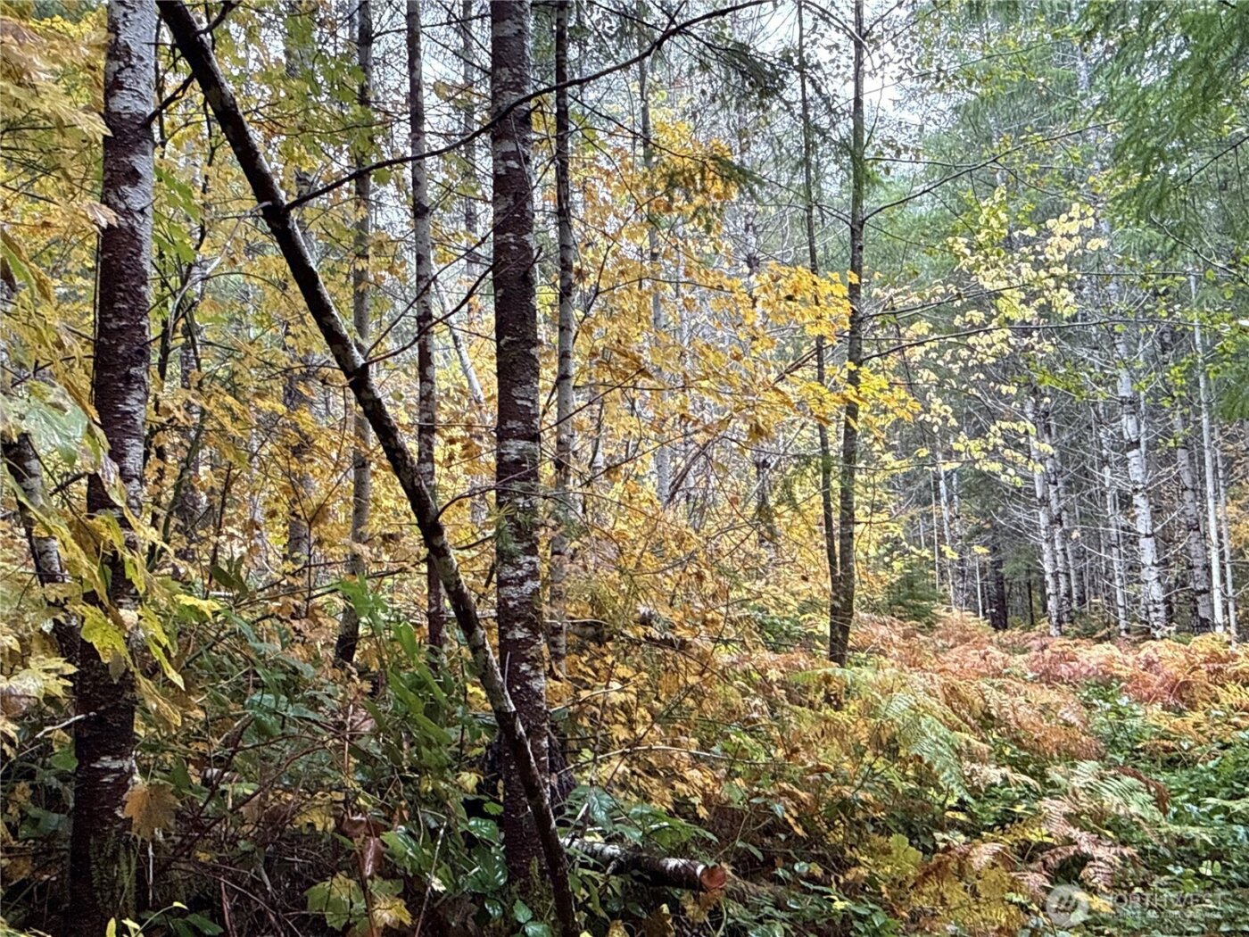 4 XX Forest Road 52 , Packwood, WA 99338