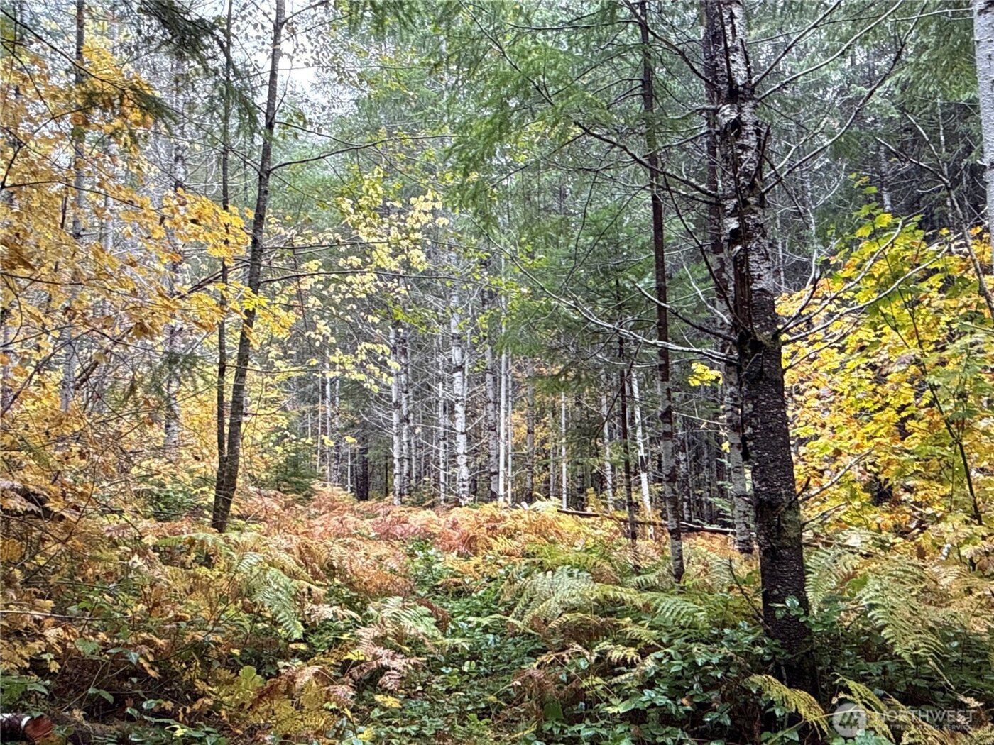 4 XX Forest Road 52 , Packwood, WA 99338