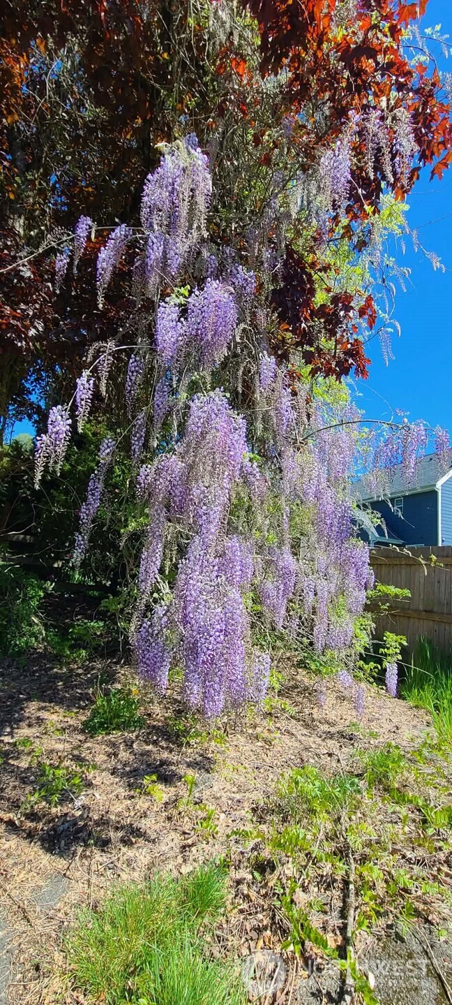 310 W Pine Street , Elma, WA 98541