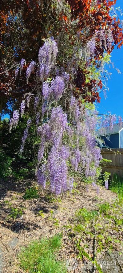 310 W Pine Street , Elma, WA 98541 - Photo 35