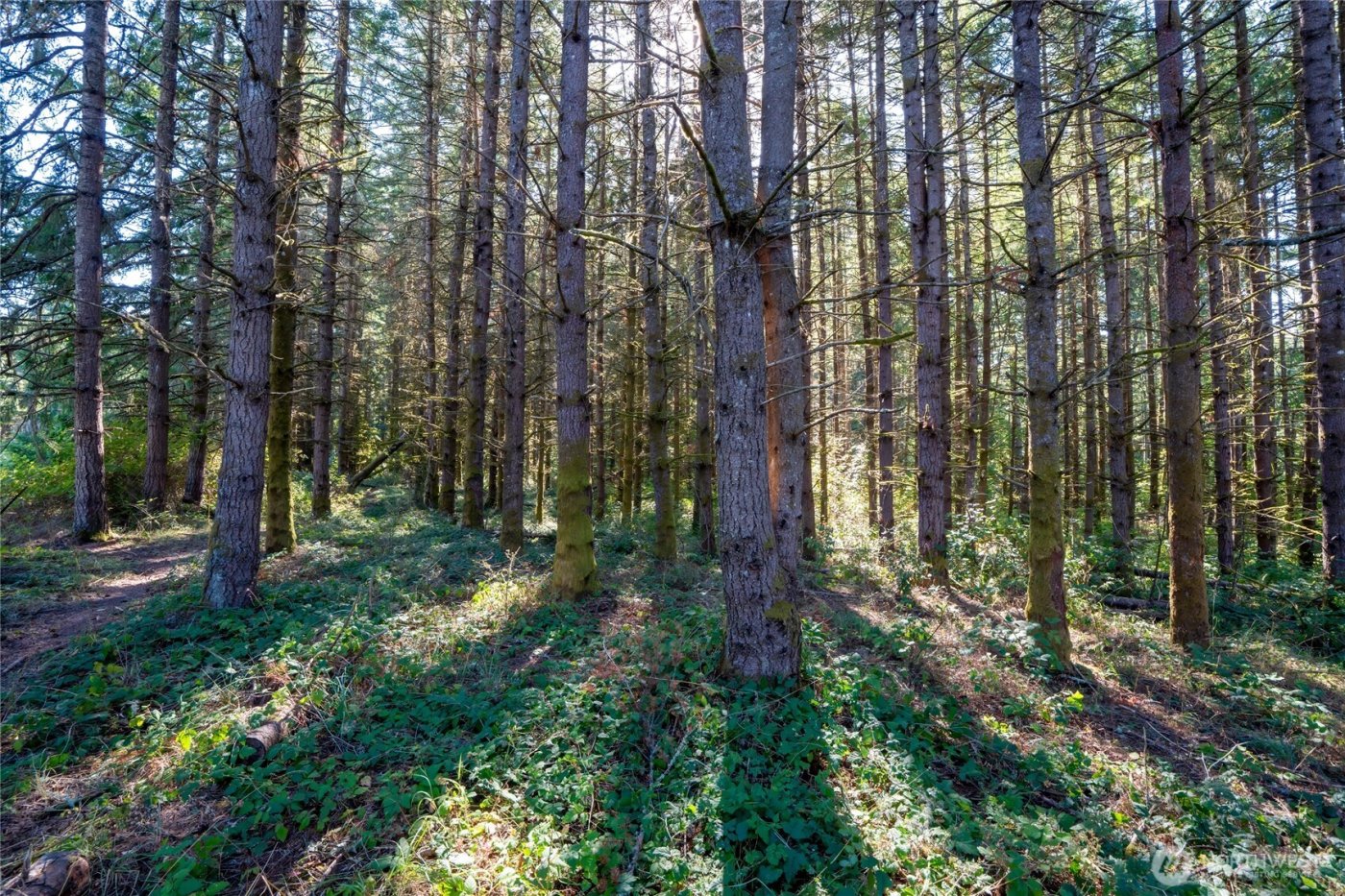 36716 Eatonville Cutoff Road E, Eatonville, WA 98328