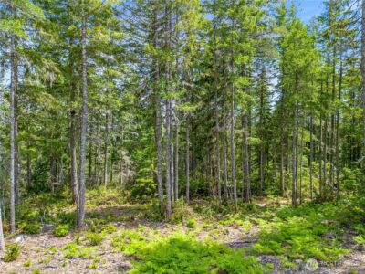 905 NE Tahuya Blacksmith Road , Tahuya, WA 98588 - Photo 11