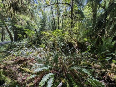 99992 Dowans Creek Road , Forks, WA 98331 - Photo 12