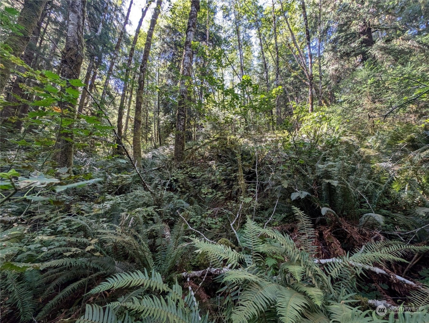 99992 Dowans Creek Road , Forks, WA 98331