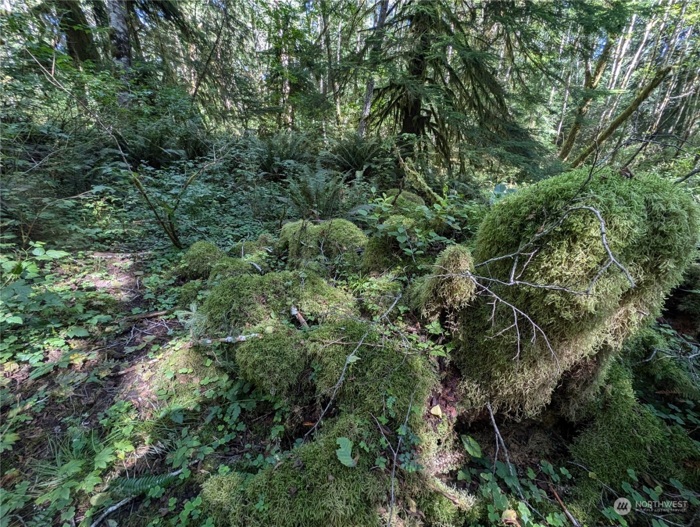 99992 Dowans Creek Road , Forks, WA 98331