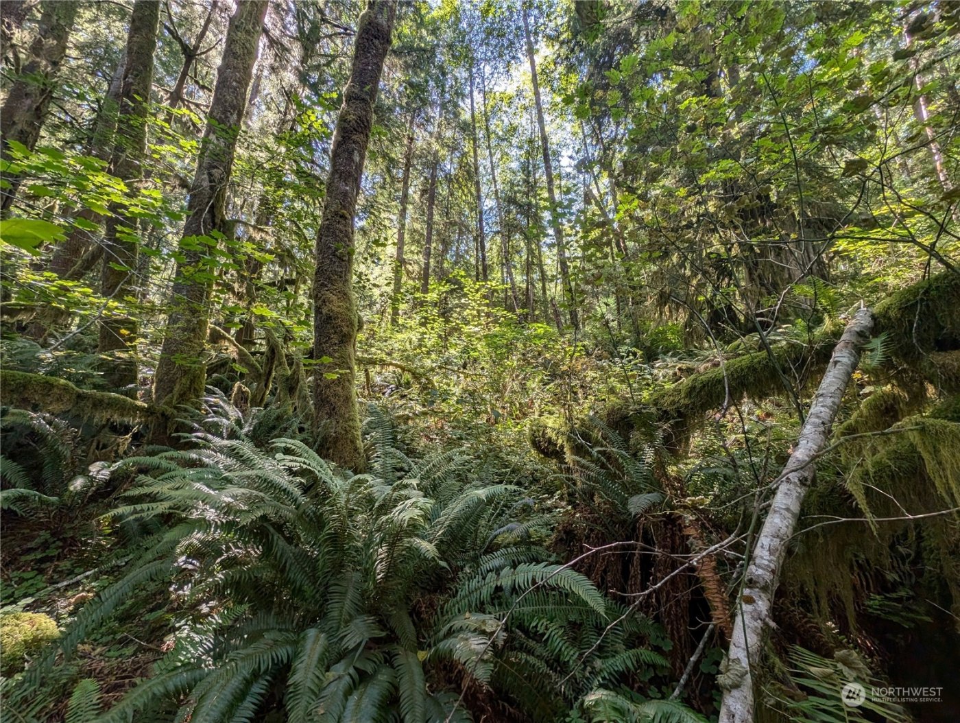 99992 Dowans Creek Road , Forks, WA 98331