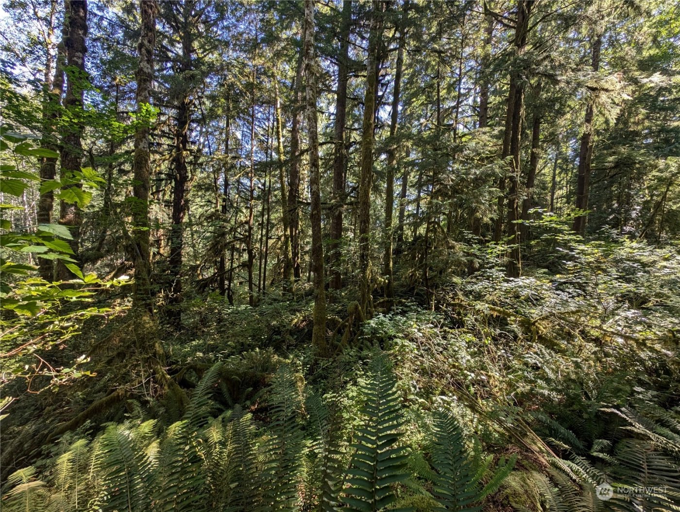 99992 Dowans Creek Road , Forks, WA 98331