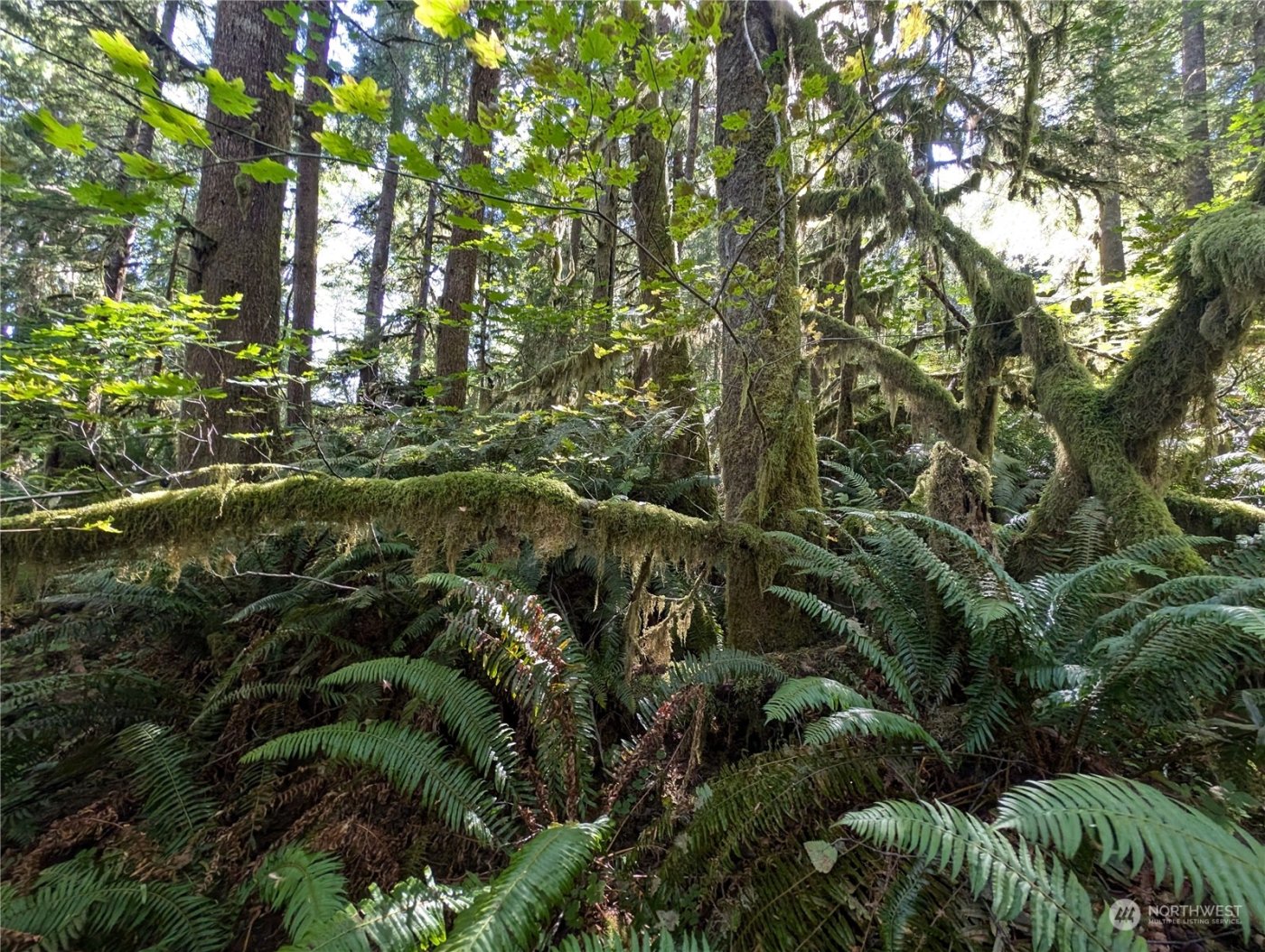 99992 Dowans Creek Road , Forks, WA 98331