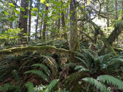 99992 Dowans Creek Road , Forks, WA 98331 - Photo 21