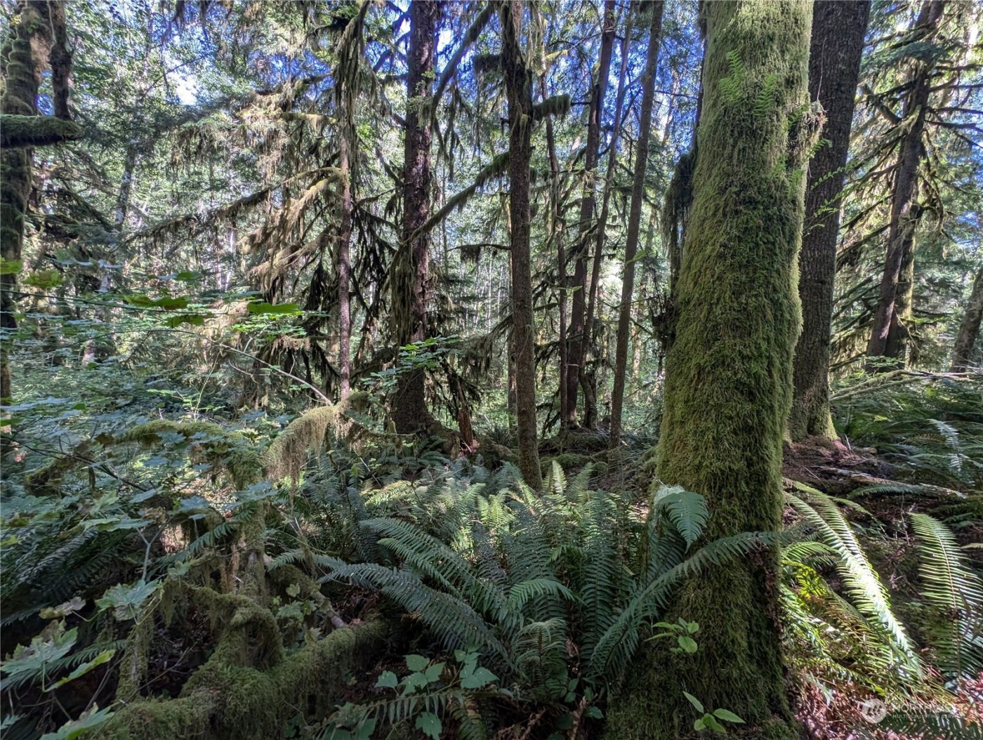 99992 Dowans Creek Road , Forks, WA 98331