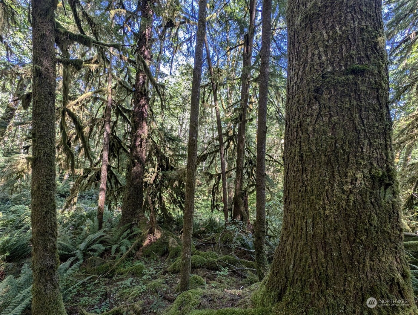 99992 Dowans Creek Road , Forks, WA 98331