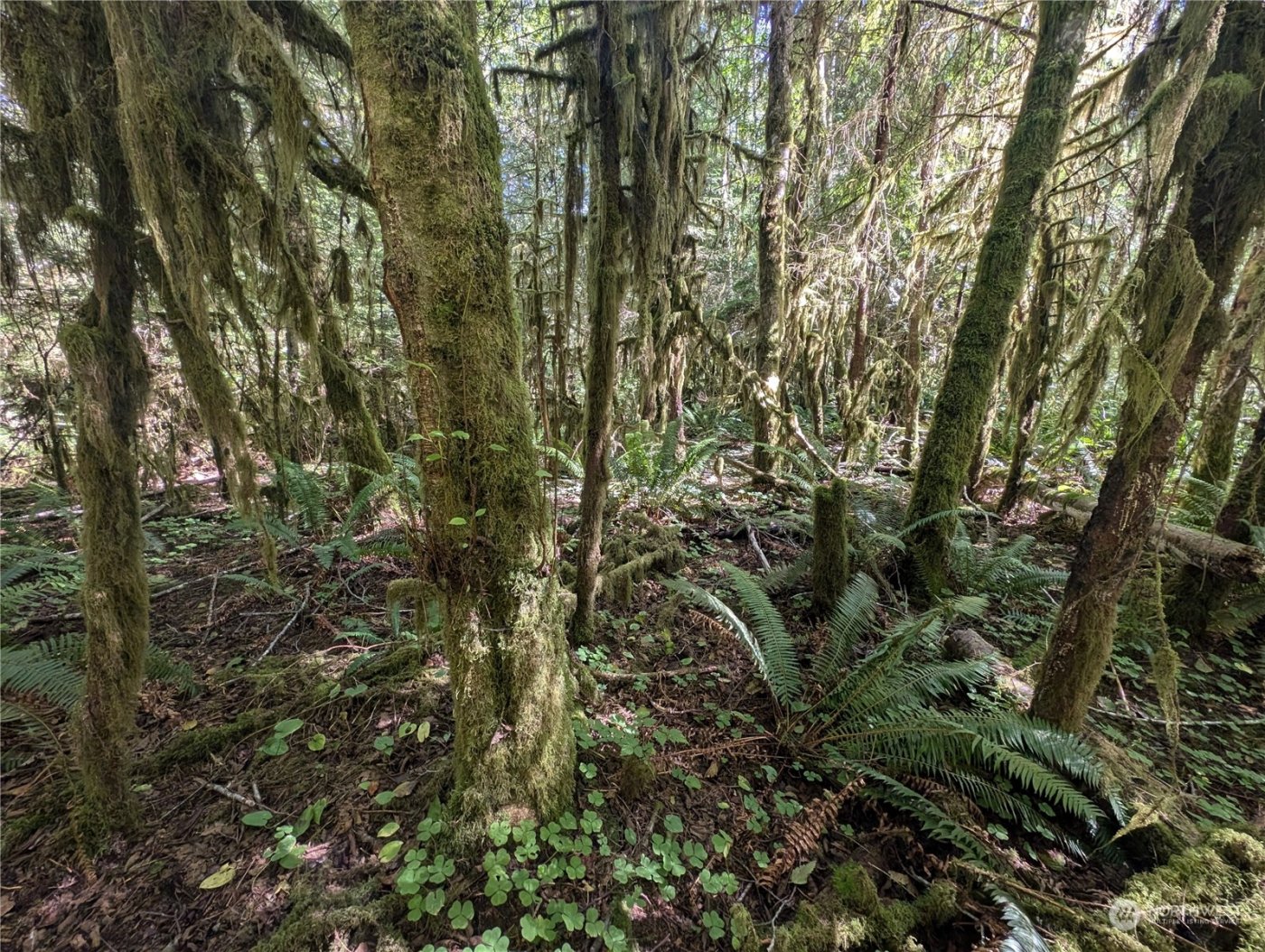 99992 Dowans Creek Road , Forks, WA 98331