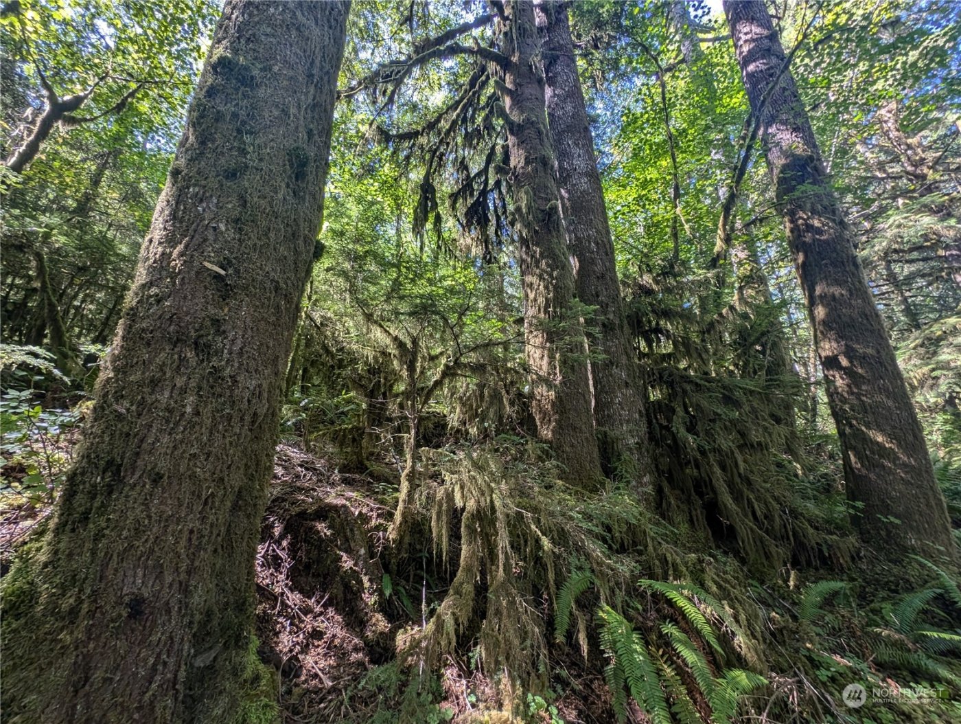 99992 Dowans Creek Road , Forks, WA 98331