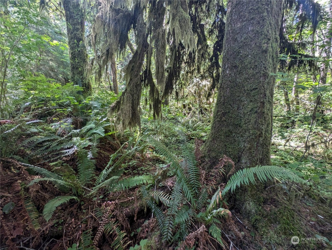 99992 Dowans Creek Road , Forks, WA 98331