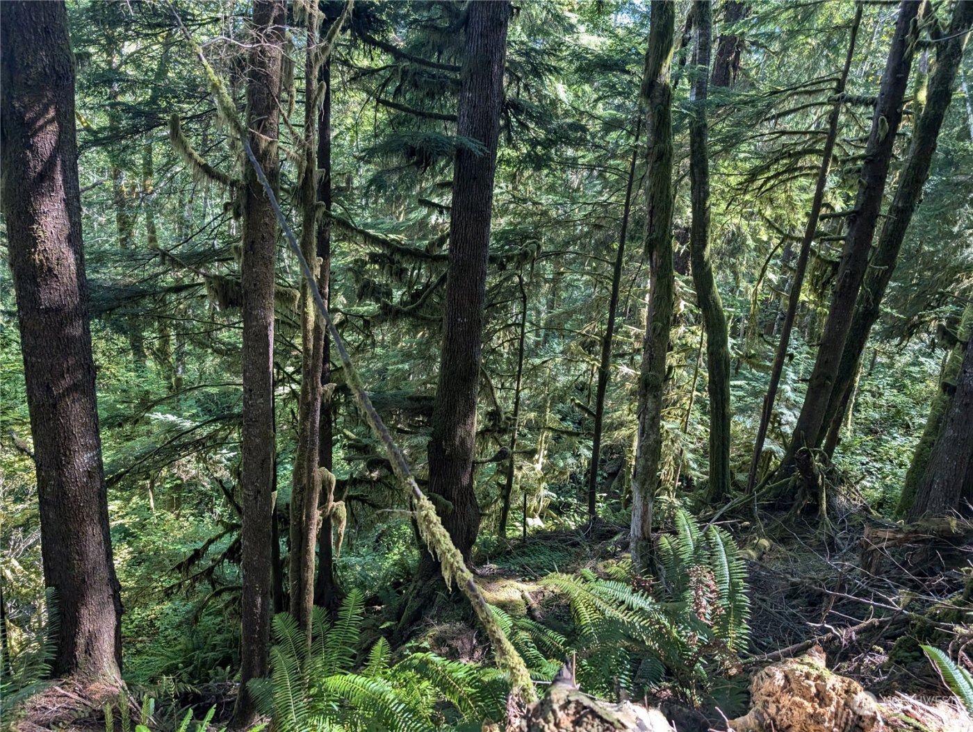 99992 Dowans Creek Road , Forks, WA 98331