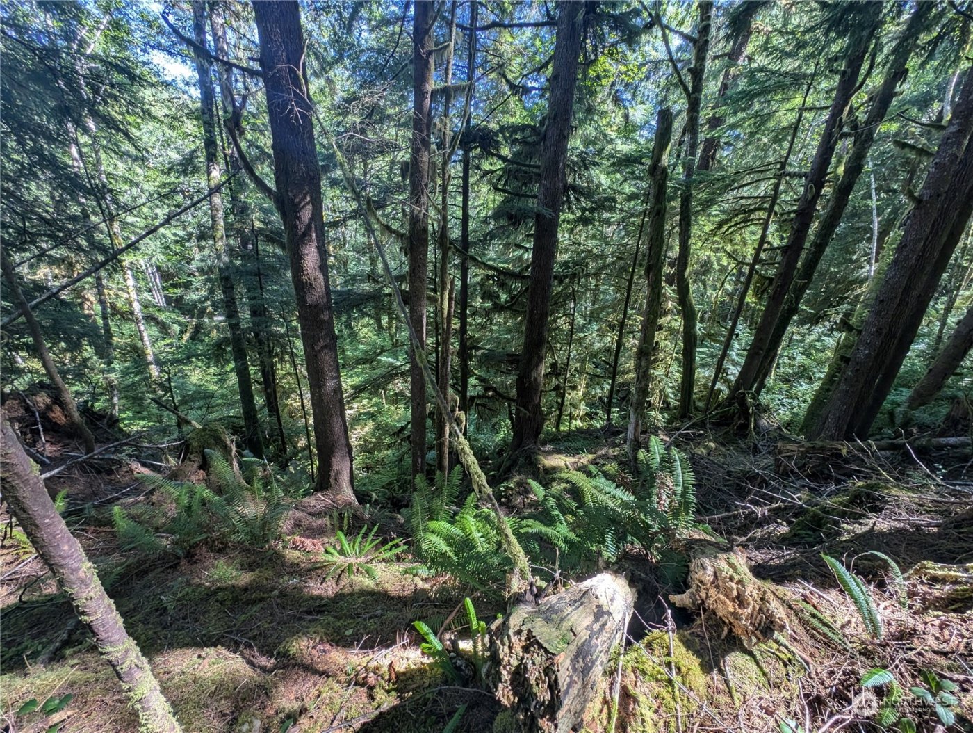 99992 Dowans Creek Road , Forks, WA 98331